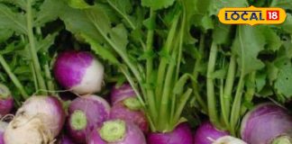 Turnip benefits : पाइल्स हो या पेट दर्द…अचूक इलाज ये जड़ वाली सब्जी, कच्चा खाओ या पक्का – Uttar Pradesh News