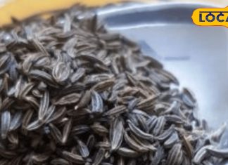 ऊंचे पहाड़ों का ये दुर्लभ मसाला… झटपट कंट्रोल कर देगा वजन और कोलेस्ट्रॉल! ऐसे करें इस्तेमाल – Uttarakhand News