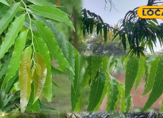 Health Tips | Benefits of Home Medicinal Trees | Health Tips Hindi | Ayurveda Natural Treatment | Panacea Trees for Diseases | Home Remedies | Natural Herbal Tree Benefits