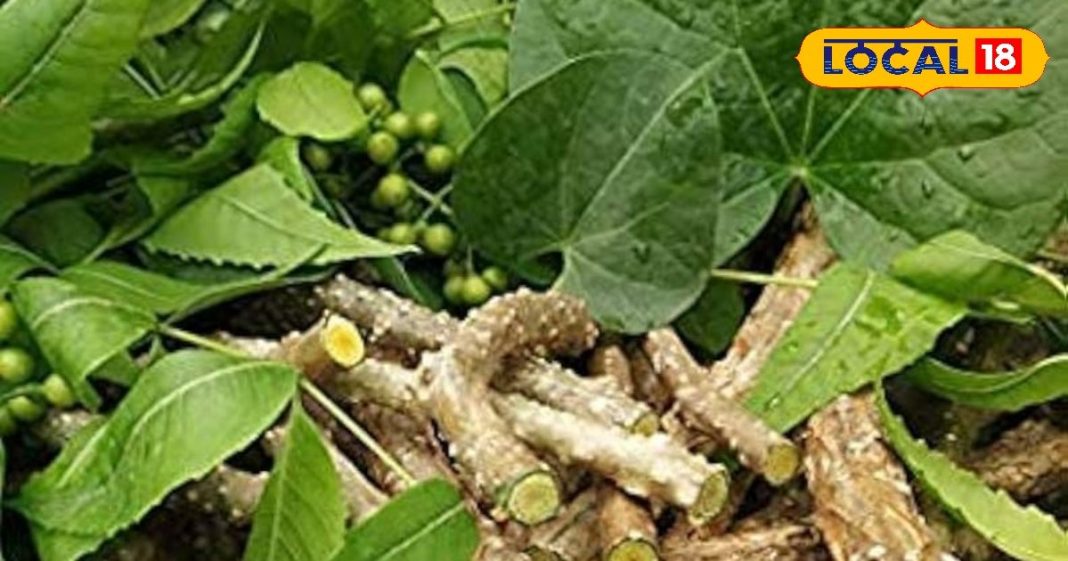 इम्यूनिटी बढ़ाने से लेकर सर्दी-जुकाम तक, ‘अमृतबेल’ का काढ़ा है वरदान, अपने गार्डन में भी लगा सकते हैं पौधा