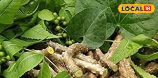 इम्यूनिटी बढ़ाने से लेकर सर्दी-जुकाम तक, ‘अमृतबेल’ का काढ़ा है वरदान, अपने गार्डन में भी लगा सकते हैं पौधा