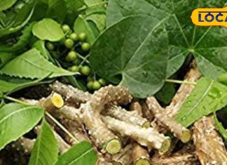 इम्यूनिटी बढ़ाने से लेकर सर्दी-जुकाम तक, ‘अमृतबेल’ का काढ़ा है वरदान, अपने गार्डन में भी लगा सकते हैं पौधा