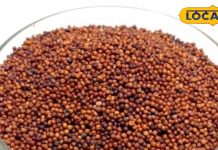 Farming idea : рдЬрд╣рд╛рдВ рдорд┐рдЯреНрдЯреА рдмрдВрдЬрд░, рдореМрд╕рдо рдЦрд░рд╛рдм…рдХреБрдЫ рд╣реЛ рди рд╣реЛ, рдпреЗ рд╕реБрдкрд░рдлреВрдб рдЬрд░реВрд░ рд╣реЛрдЧрд╛ рдкреИрджрд╛, рдЬрд╛рдиреЗрдВ рддрд░реАрдХрд╛