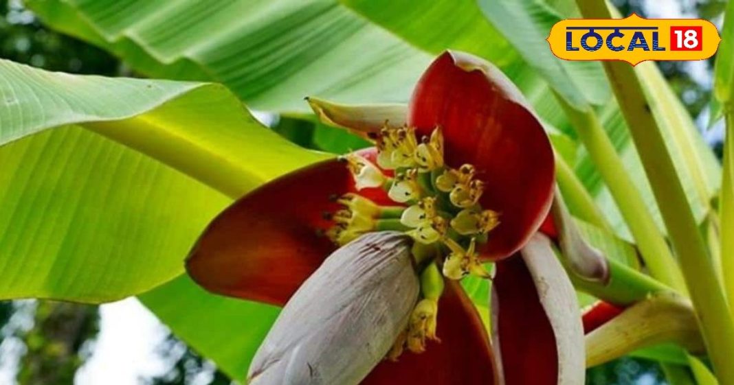 केले के फूल की बनाएं चटपटी सब्जी… उंगलियां चाटते रह जाएंगे मेहमान