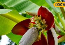 केले के फूल की बनाएं चटपटी सब्जी… उंगलियां चाटते रह जाएंगे मेहमान