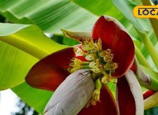 केले के फूल की बनाएं चटपटी सब्जी… उंगलियां चाटते रह जाएंगे मेहमान