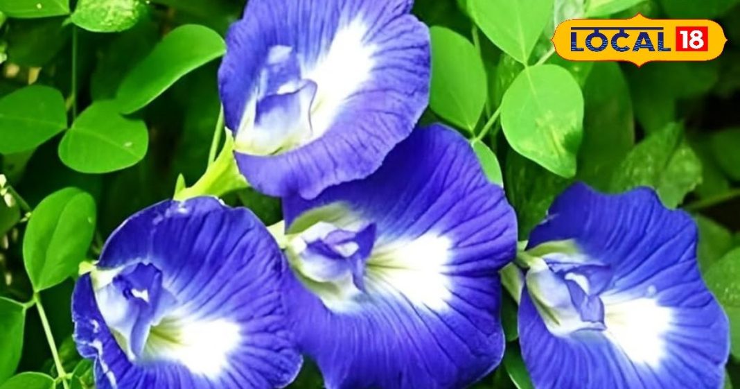 दिमाग, आंख और ब्लड शुगर तक… सेहत की चाबी बन सकता है ये फूल, जानिए कैसे करता है इलाज़ – Uttar Pradesh News