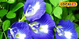 दिमाग, आंख और ब्लड शुगर तक… सेहत की चाबी बन सकता है ये फूल, जानिए कैसे करता है इलाज़ – Uttar Pradesh News