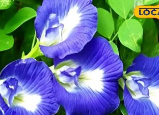 दिमाग, आंख और ब्लड शुगर तक… सेहत की चाबी बन सकता है ये फूल, जानिए कैसे करता है इलाज़ – Uttar Pradesh News