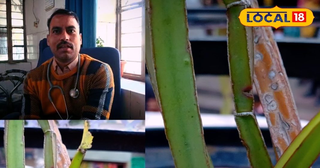 भरतपुर में हड़ जोड़ औषधि से टूटी हड्डियों का आयुर्वेदिक इलाज और फायदे.