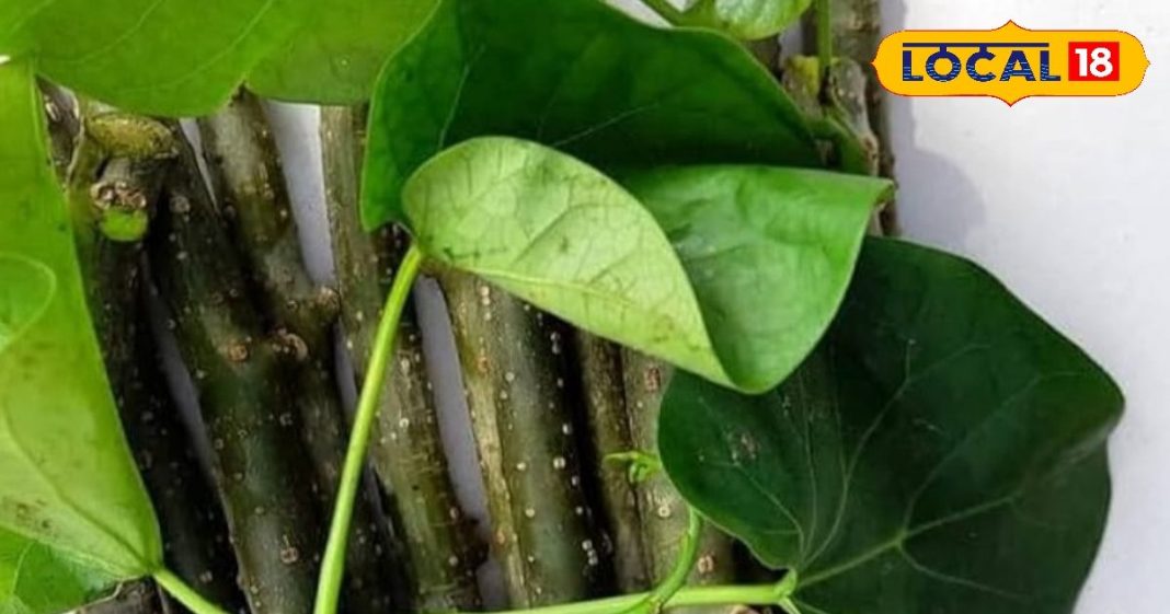 दादी-नानी का नुस्खा आज भी कारगर! सर्दी-जुकाम, बंद नाक और गले की खराश का एकमात्र इलाज है ये काढ़ा – Uttarakhand News