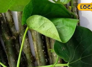 दादी-नानी का नुस्खा आज भी कारगर! सर्दी-जुकाम, बंद नाक और गले की खराश का एकमात्र इलाज है ये काढ़ा – Uttarakhand News