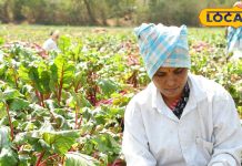 सर्दियों में सिर्फ एक गिलास रोज, सुपरमैन बन जाएगी बॉडी, इसका जूस बीमारियों का जानी दुश्मन – Uttar Pradesh News