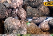 Desi Vegetable Health | Nutritious Vegetables Than Non-Veg | Health Tips Vegetables | Desi Superfoods | Chicken Better Than Mutton