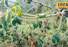 बिच्छू जैसा ये पोधा, मारता है डंक पर इसमें औषधीय खजाना, सर्दी में वरदान, कई बीमारियों का रामबाण इलाज!