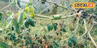 बिच्छू जैसा ये पोधा, मारता है डंक पर इसमें औषधीय खजाना, सर्दी में वरदान, कई बीमारियों का रामबाण इलाज!