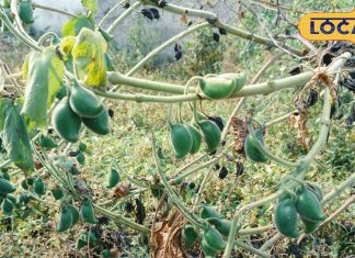 बिच्छू जैसा ये पोधा, मारता है डंक पर इसमें औषधीय खजाना, सर्दी में वरदान, कई बीमारियों का रामबाण इलाज!