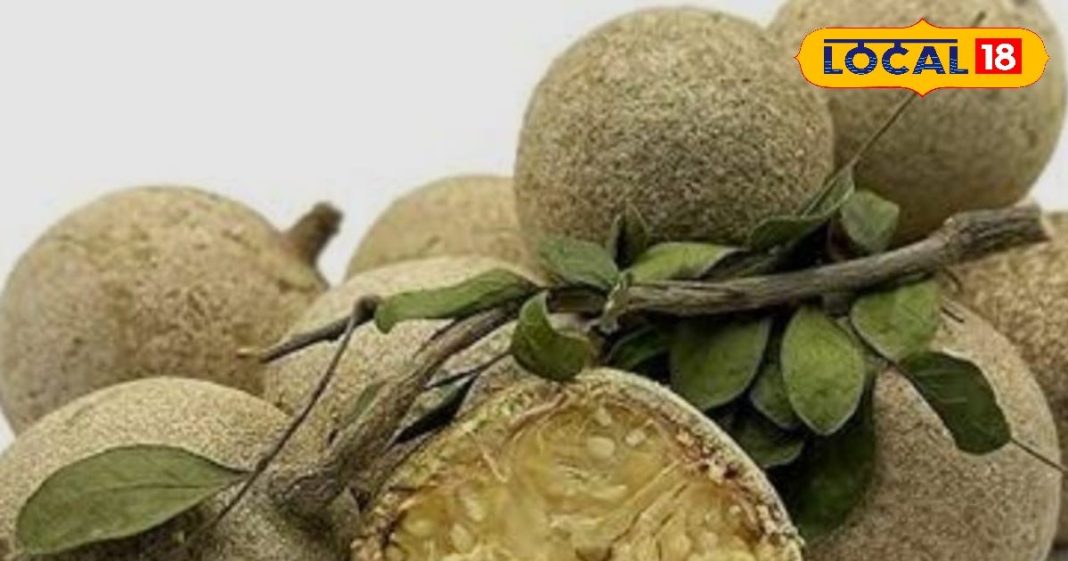 कैथा के पेड़ का अद्भुत वरदान…. पत्ते, फल और जड़ में छिपे औषधीय गुण, जानें इसके चमत्कारिक फायदे – Uttar Pradesh News