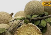 कैथा के पेड़ का अद्भुत वरदान…. पत्ते, फल और जड़ में छिपे औषधीय गुण, जानें इसके चमत्कारिक फायदे – Uttar Pradesh News