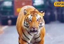 दिल्ली से 5 घंटे दूरी पर ‘हिडेन स्वर्ग’, गुलाबी ठंड में बना देगा ट्रिप को यादगार! जल्द करें PTR का दीदार – Uttar Pradesh News