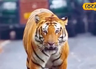 दिल्ली से 5 घंटे दूरी पर ‘हिडेन स्वर्ग’, गुलाबी ठंड में बना देगा ट्रिप को यादगार! जल्द करें PTR का दीदार – Uttar Pradesh News