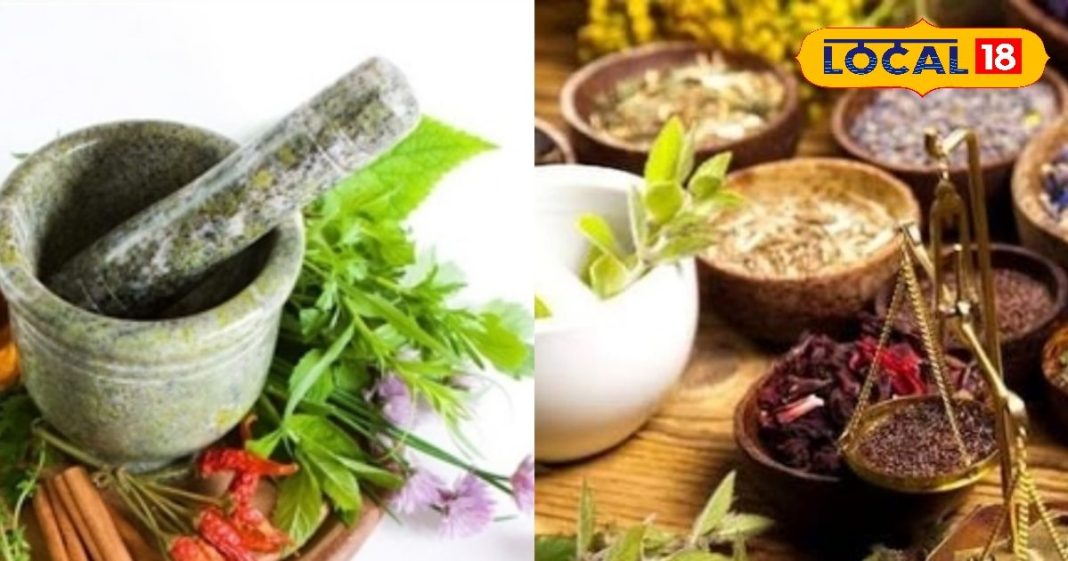 शरीर और मन के लिए प्राकृतिक टॉनिक…. इस जड़ी बूटी से दूर होंगी बीमारियां, जानिए आयुर्वेद का चमत्कार