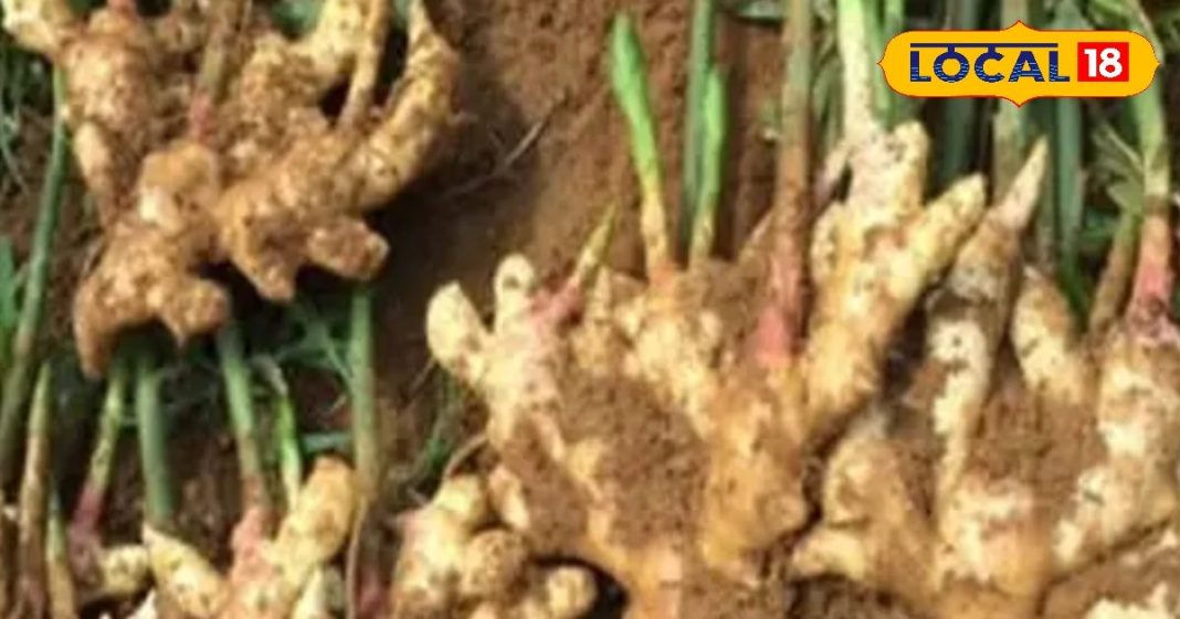 पाचन और सर्दी-जुकाम में राहत…. अदरक के जादुई फायदे, ऐसे करें सेवन – Uttar Pradesh News