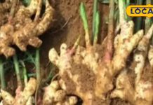 पाचन और सर्दी-जुकाम में राहत…. अदरक के जादुई फायदे, ऐसे करें सेवन – Uttar Pradesh News