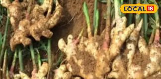 पाचन और सर्दी-जुकाम में राहत…. अदरक के जादुई फायदे, ऐसे करें सेवन – Uttar Pradesh News