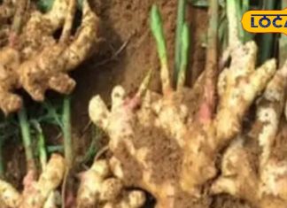 पाचन और सर्दी-जुकाम में राहत…. अदरक के जादुई फायदे, ऐसे करें सेवन – Uttar Pradesh News