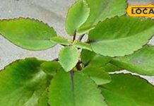 नैचुरल पेन रिलीवर है यह पौधा, किडनी स्टोन, सूजन और जलन में भी असरदार, रोजाना ऐसे कर सकते हैं सेवन