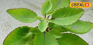 नैचुरल पेन रिलीवर है यह पौधा, किडनी स्टोन, सूजन और जलन में भी असरदार, रोजाना ऐसे कर सकते हैं सेवन