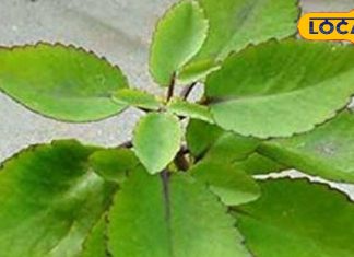 नैचुरल पेन रिलीवर है यह पौधा, किडनी स्टोन, सूजन और जलन में भी असरदार, रोजाना ऐसे कर सकते हैं सेवन