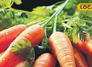 इन बीमारियों के लिए काल है गाजर के पत्ते, साल में सिर्फ 2 महीने ही मिलते; डायबिटीज-कब्ज में भी फायदेमंद – Uttar Pradesh News