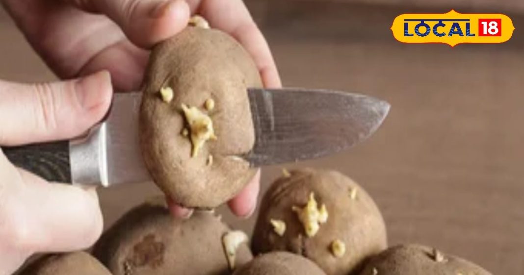 अगर आलू पर दिख रहा है ये फूल, तो भूलकर भी ना करें सेवन, वरना हो सकती है गंभीर बीमारी – Uttar Pradesh News