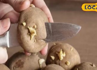 अगर आलू पर दिख रहा है ये फूल, तो भूलकर भी ना करें सेवन, वरना हो सकती है गंभीर बीमारी – Uttar Pradesh News