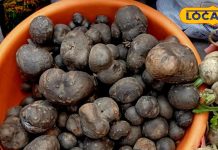 सिर्फ सब्जी नहीं, पहाड़ की शान है गेठी! लकड़ी के चूल्हे पर पकते ही स्वाद हो जाता है लाजवाब – Uttarakhand News