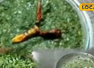 रीवा की मशहूर ‘चने की भाजी’ क्यों है हर घर की पहली पसंद? स्वाद का राज जानकर आप भी बनाएं, ये है Recipe – Madhya Pradesh News