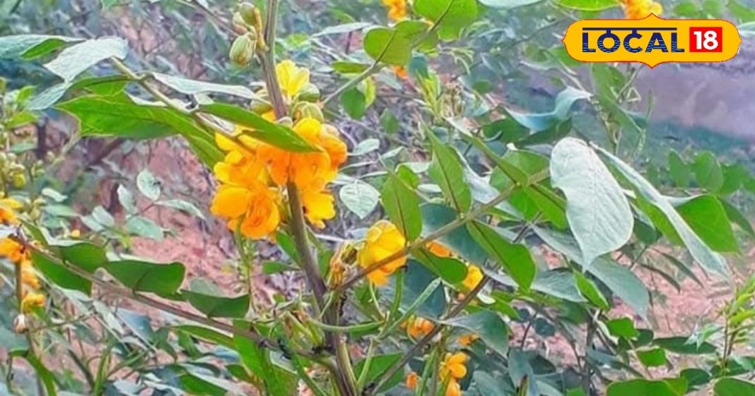 हेल्थ टिप्स: जिद्दी खांसी हो या गले का दर्द, काशमर्दा से मिलती है तुरंत राहत, आयुर्वेदाचार्य से जानें सेवन का तरीका – Rajasthan News