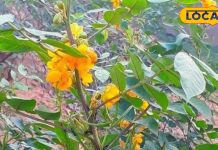 हेल्थ टिप्स: जिद्दी खांसी हो या गले का दर्द, काशमर्दा से मिलती है तुरंत राहत, आयुर्वेदाचार्य से जानें सेवन का तरीका – Rajasthan News