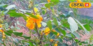 हेल्थ टिप्स: जिद्दी खांसी हो या गले का दर्द, काशमर्दा से मिलती है तुरंत राहत, आयुर्वेदाचार्य से जानें सेवन का तरीका – Rajasthan News