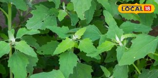 दवा नहीं, साग है ये! बथुआ देता है शरीर को अंदर से पावर, आंतों की सफाई से लेकर जोड़ों का दर्द तक गायब