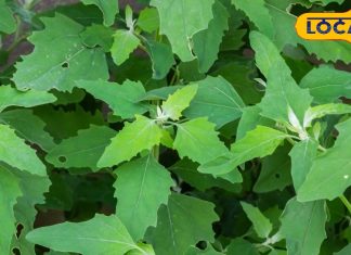 दवा नहीं, साग है ये! बथुआ देता है शरीर को अंदर से पावर, आंतों की सफाई से लेकर जोड़ों का दर्द तक गायब