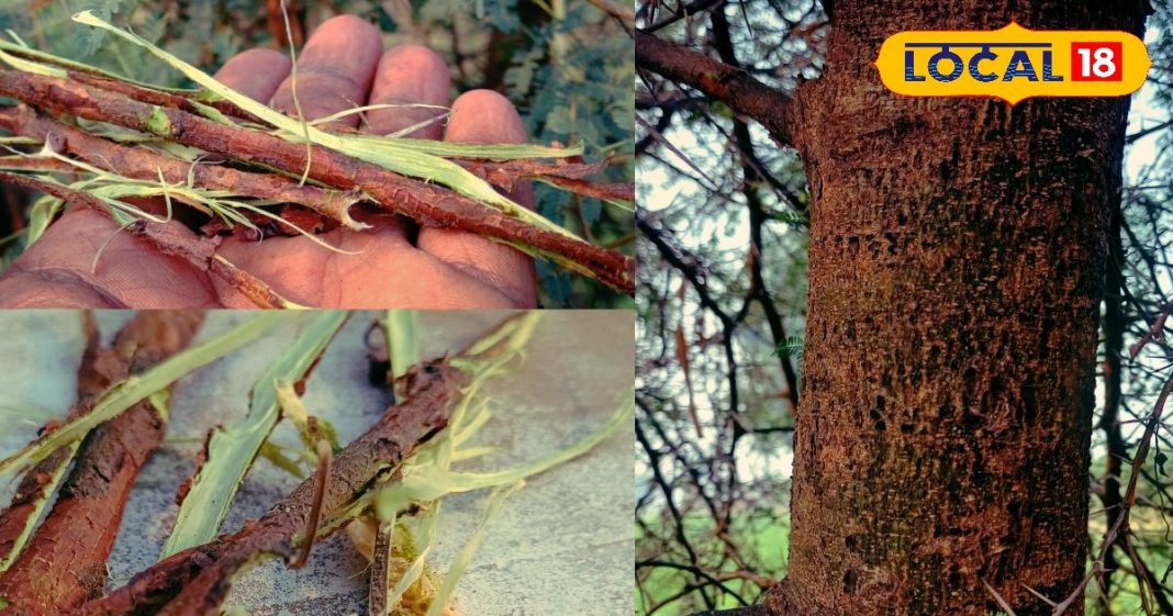 Babul Chaal Benefits | Winter Cough Remedy | Cold and Cough Relief Tips | Bharatpur Desi Nuskha | Ayurvedic Home Remedy | Natural Immunity Booster | Babul Tree Bark Uses | Sardi Jukam Treatment