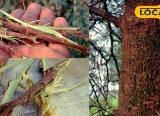 Babul Chaal Benefits | Winter Cough Remedy | Cold and Cough Relief Tips | Bharatpur Desi Nuskha | Ayurvedic Home Remedy | Natural Immunity Booster | Babul Tree Bark Uses | Sardi Jukam Treatment