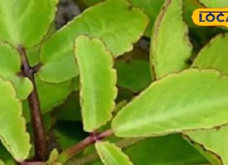 सेहत के लिए वरदान है पत्थरचट्टा का पत्ता, कई बीमारियों में फायदेमंद, जानें इसके इस्तेमाल का तरीका – Uttar Pradesh News