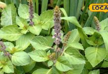 घर में आसानी से उगाएं यह पौधा, सर्दी-खांसी समेत कई रोगों से पाएं राहत, जानिए इसके फायदे