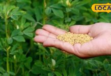 सेहत के लिए अमृत है मेथी का साग, सर्द मौसम में भरकर खाएं, इन रोगों से मिलेगा छुटकारा