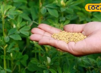 सेहत के लिए अमृत है मेथी का साग, सर्द मौसम में भरकर खाएं, इन रोगों से मिलेगा छुटकारा