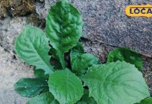 करौंदा औषधि: ये पत्तियां दिखने में छोटी, सर्दी-जुकाम का रामबाण इलाज, एक्सपर्ट से जानें कैसे करें इस्तेमाल